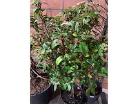 Heesters - afbeelding 3 van  4