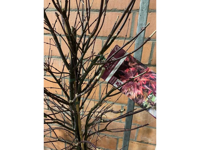 Heesters - afbeelding 4 van  4