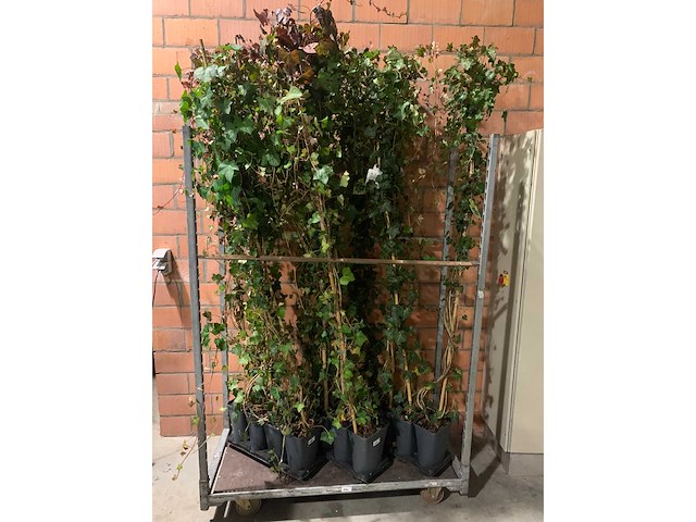 Heesters - afbeelding 1 van  2