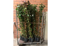 Heesters - afbeelding 1 van  2