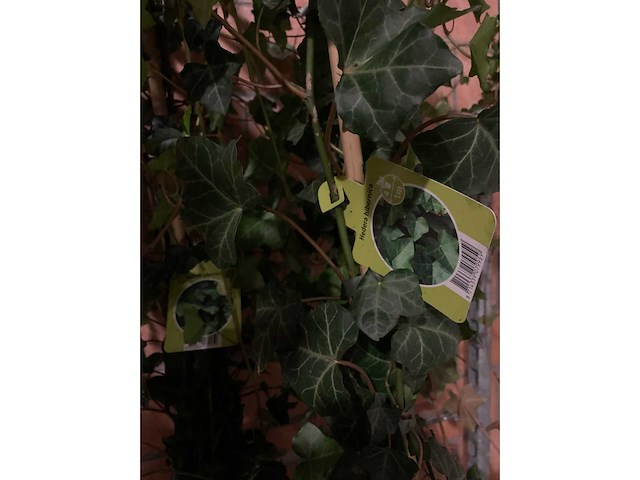 Heesters - afbeelding 2 van  2