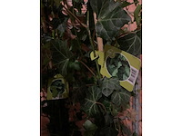 Heesters - afbeelding 2 van  2