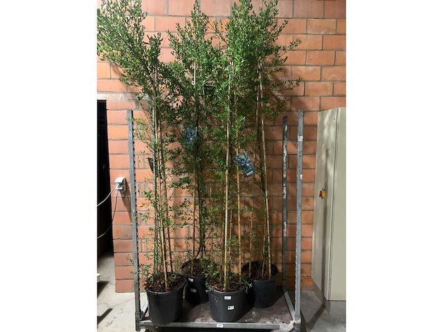 Heesters - afbeelding 1 van  2