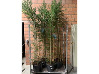 Heesters - afbeelding 1 van  2