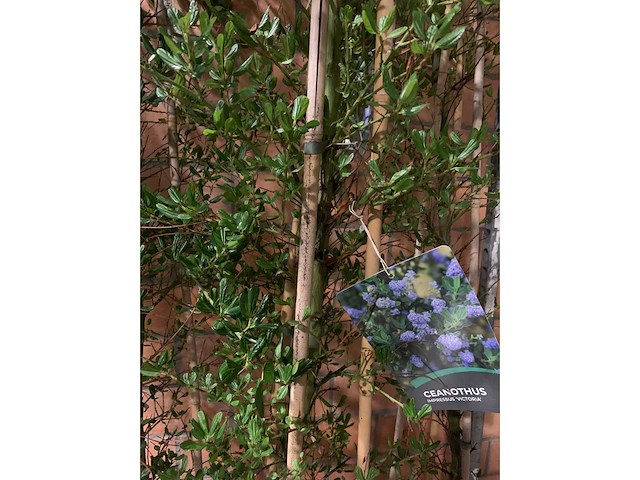 Heesters - afbeelding 2 van  2