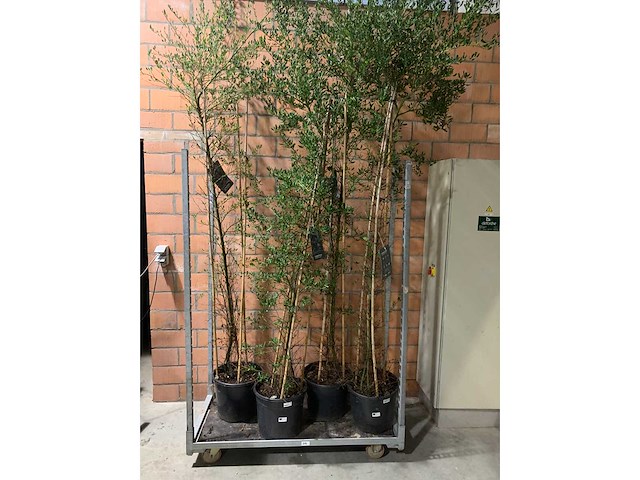 Heesters - afbeelding 1 van  2