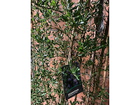 Heesters - afbeelding 2 van  2