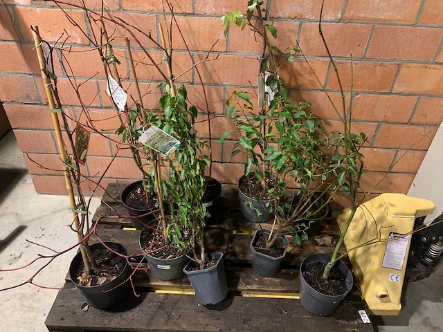 Heesters - afbeelding 1 van  6