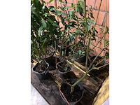 Heesters - afbeelding 2 van  6