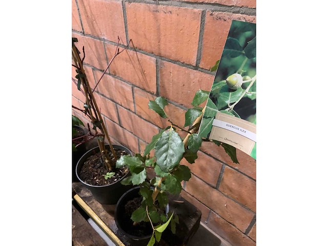 Heesters - afbeelding 3 van  6