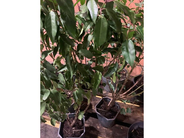 Heesters - afbeelding 4 van  6