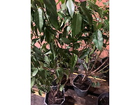 Heesters - afbeelding 4 van  6