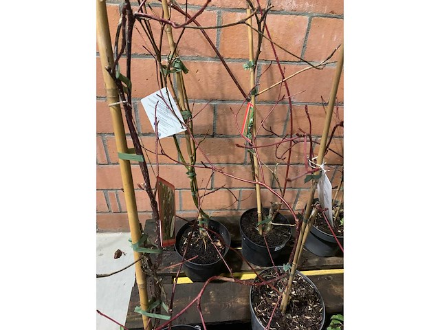 Heesters - afbeelding 5 van  6