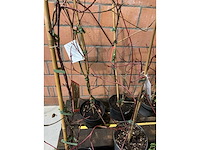 Heesters - afbeelding 5 van  6