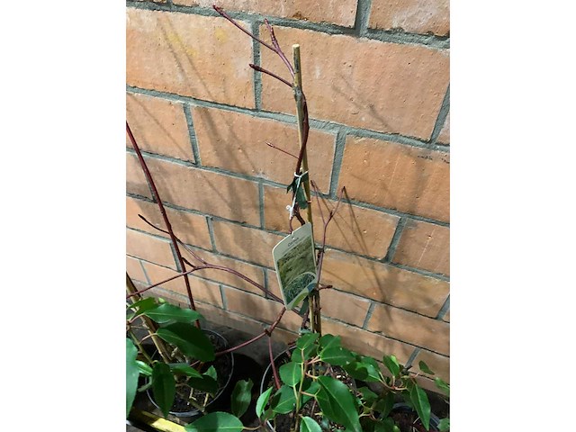 Heesters - afbeelding 6 van  6