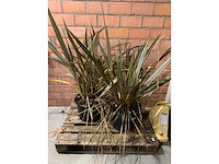 Heesters - afbeelding 1 van  3