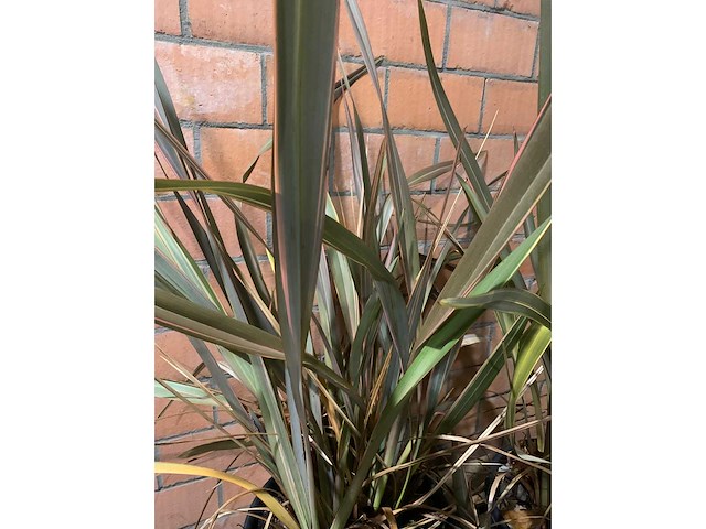 Heesters - afbeelding 2 van  3