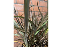 Heesters - afbeelding 2 van  3