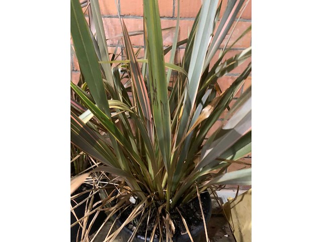 Heesters - afbeelding 3 van  3