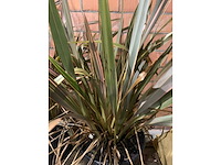 Heesters - afbeelding 3 van  3