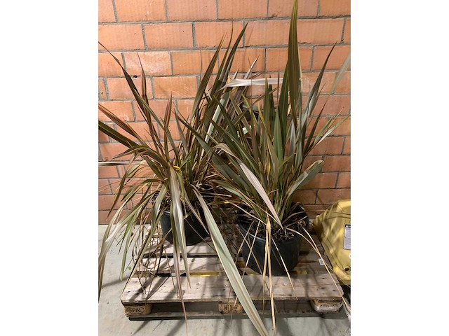 Heesters - afbeelding 1 van  3