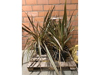 Heesters - afbeelding 1 van  3