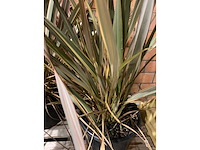 Heesters - afbeelding 2 van  3