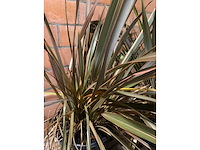 Heesters - afbeelding 3 van  3