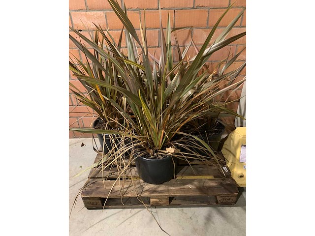 Heesters - afbeelding 1 van  3