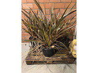 Heesters - afbeelding 1 van  3