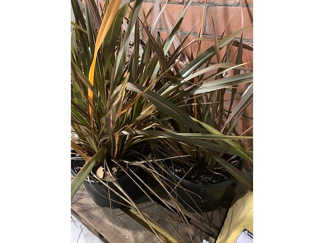 Heesters - afbeelding 2 van  3