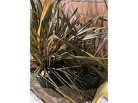 Heesters - afbeelding 2 van  3