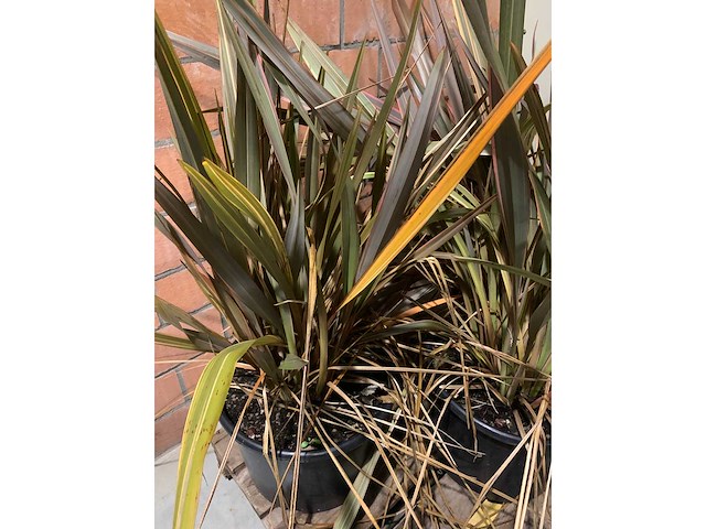 Heesters - afbeelding 3 van  3