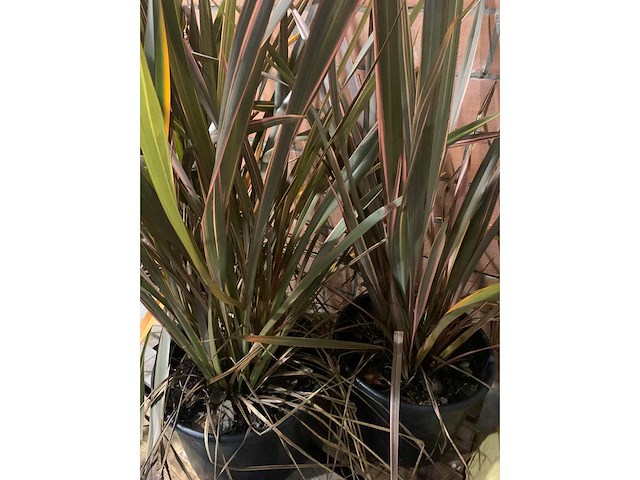 Heesters - afbeelding 2 van  3