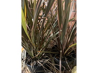 Heesters - afbeelding 2 van  3