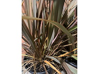 Heesters - afbeelding 3 van  3