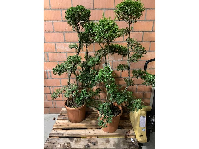 Heesters - afbeelding 1 van  3