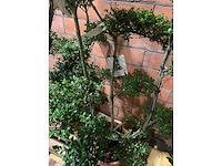 Heesters - afbeelding 2 van  3