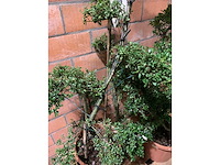 Heesters - afbeelding 3 van  3