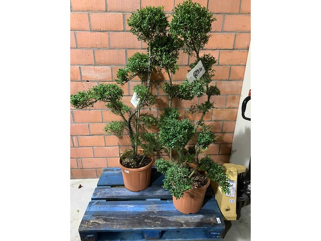 Heesters - afbeelding 1 van  3