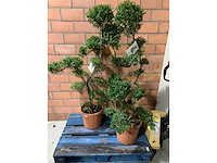 Heesters - afbeelding 1 van  3