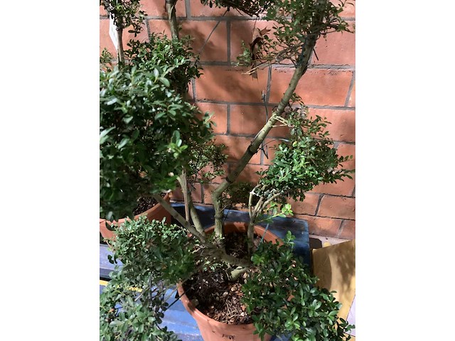 Heesters - afbeelding 2 van  3