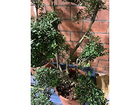 Heesters - afbeelding 2 van  3