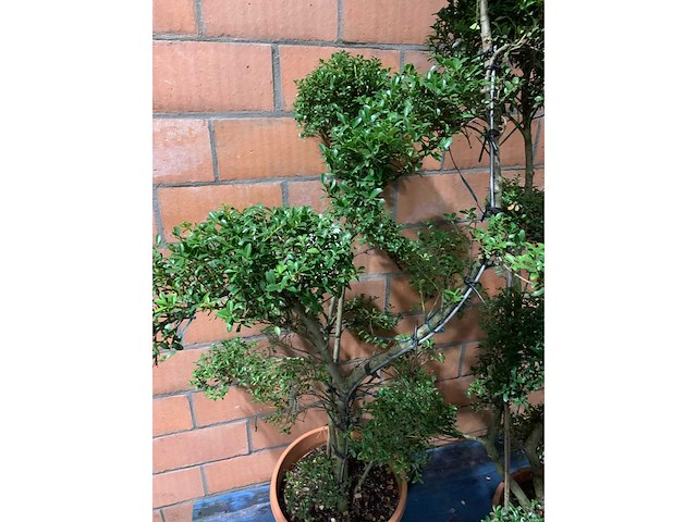 Heesters - afbeelding 3 van  3