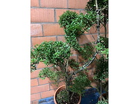 Heesters - afbeelding 3 van  3