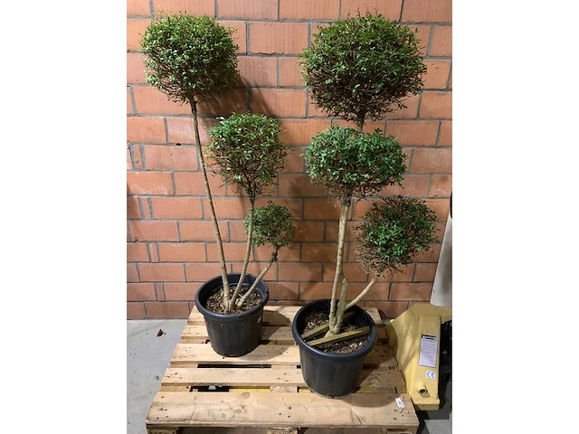 Heesters - afbeelding 1 van  3