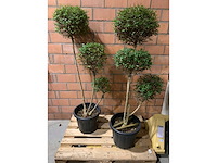 Heesters - afbeelding 1 van  3