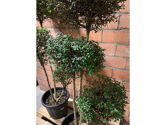 Heesters - afbeelding 2 van  3