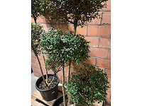 Heesters - afbeelding 2 van  3