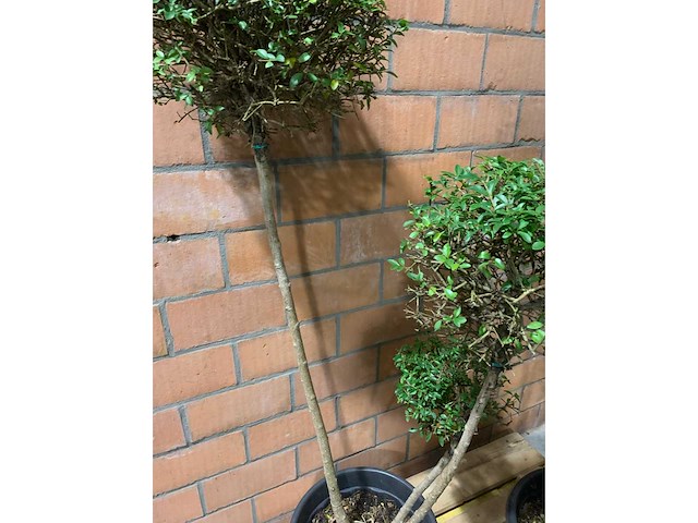 Heesters - afbeelding 3 van  3